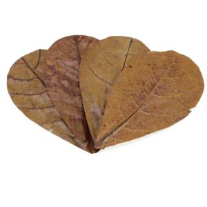 Catappa Leaves Md