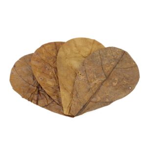 Catappa Leaves Sm