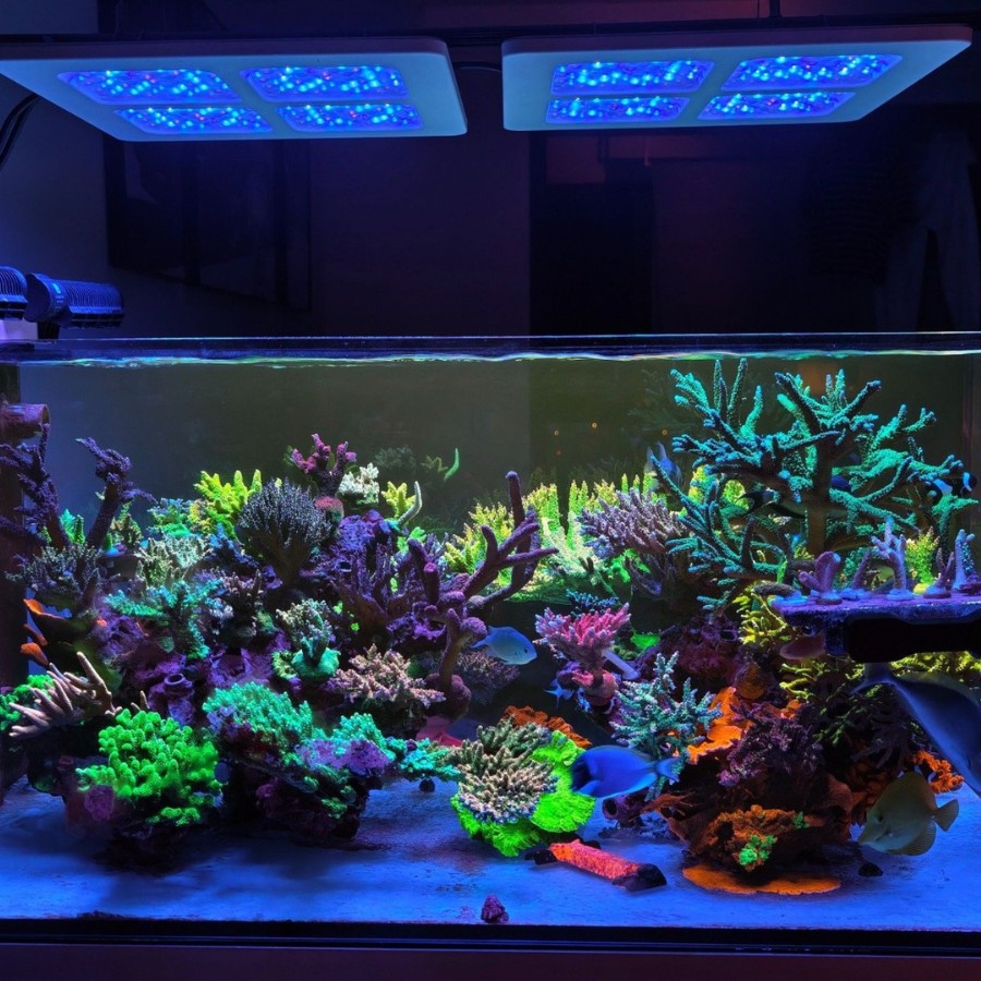 Keloray Coral Light 3