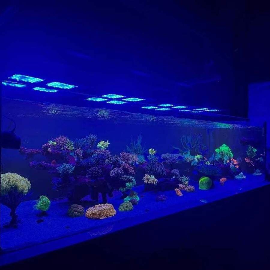 Keloray Coral Light 4