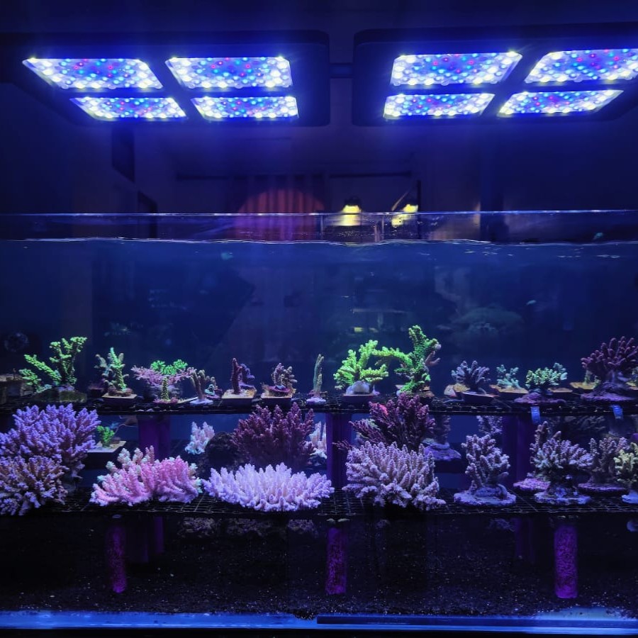 Keloray Coral Light 5